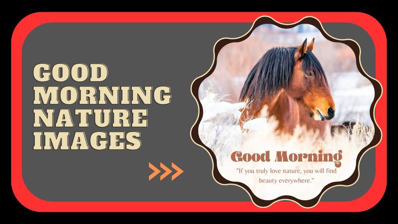 Good Morning Nature Images