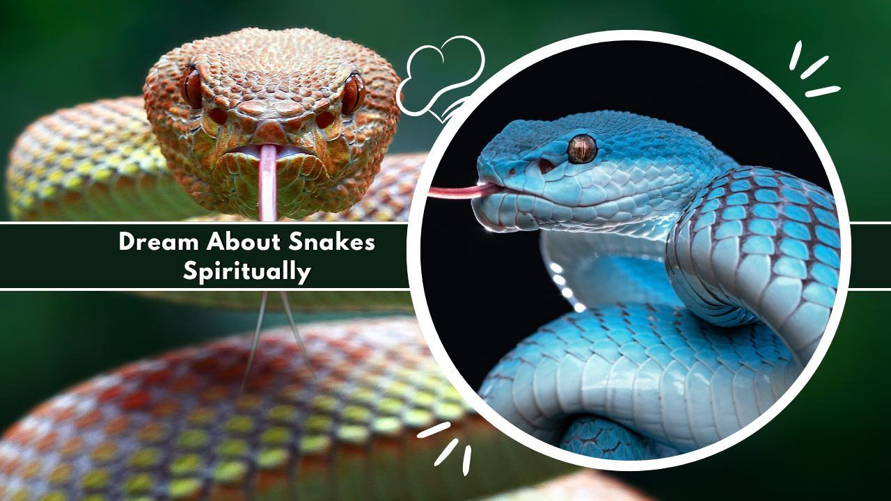 Dream About Snakes Spiritually