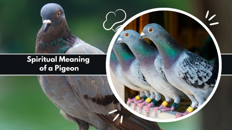 What It Really Means When a Pigeon Crosses Your Path