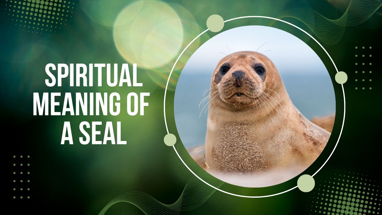Spiritual Meaning of a Seal